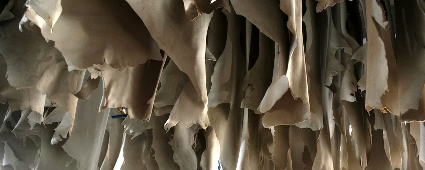 Crust leather hides hanging to dry in the tannery